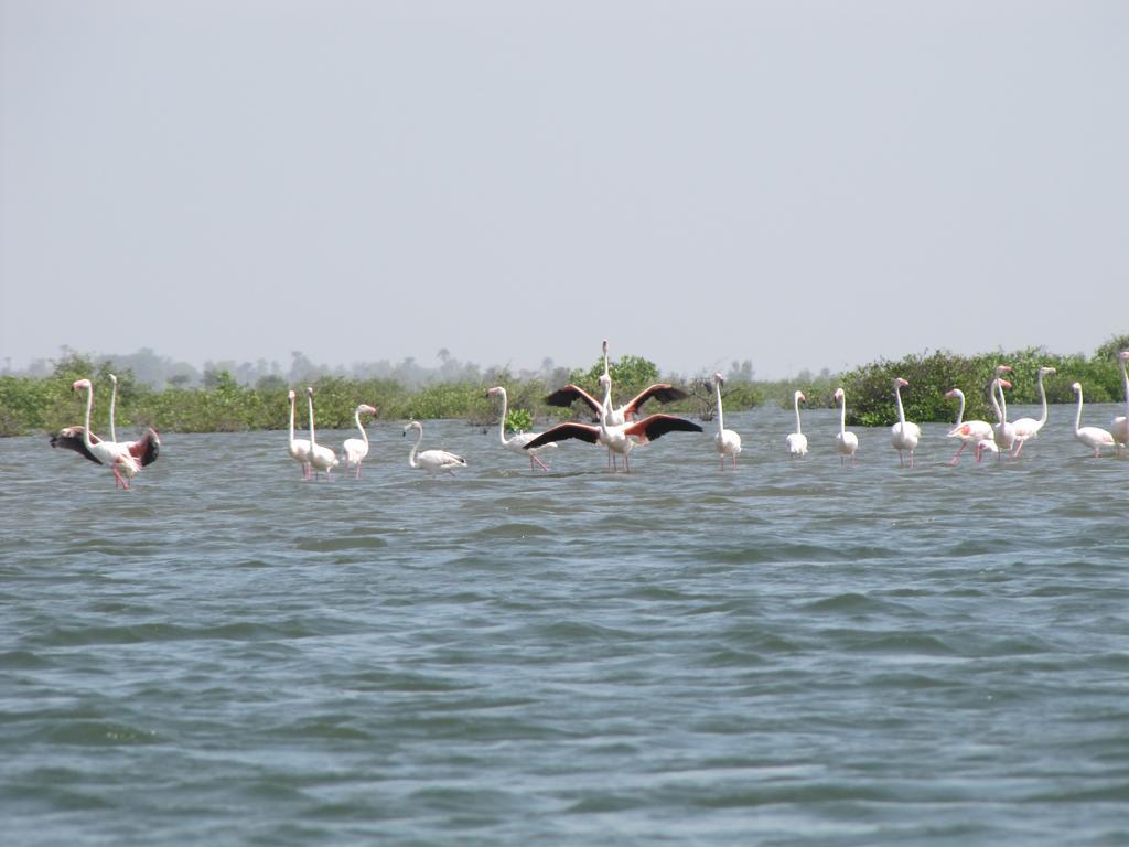 Bazouk Du Saloum Ecolodge Mar Lodj Exteriör bild